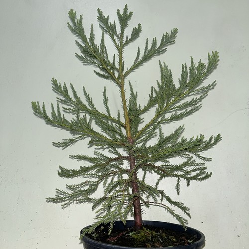 Giant sequoia redwood - sequoia, tree
