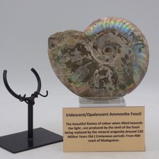Fossil Ammonite Iridescent