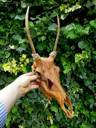 Deer stag trophy - stag,