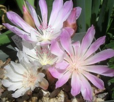 Lewisia Rediviva : 25 Seeds 