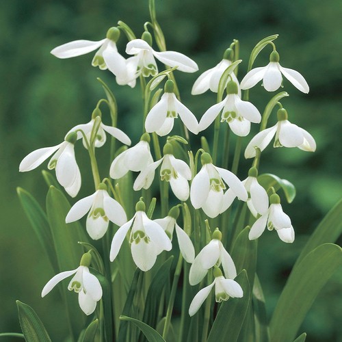 15x snowdrop woronowii bulbs - 15x,