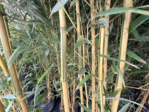 Extra large bamboo spectabilis - large,