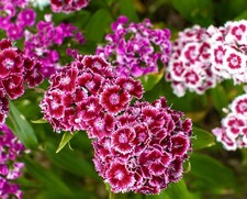 1100x Dwarf Sweet William