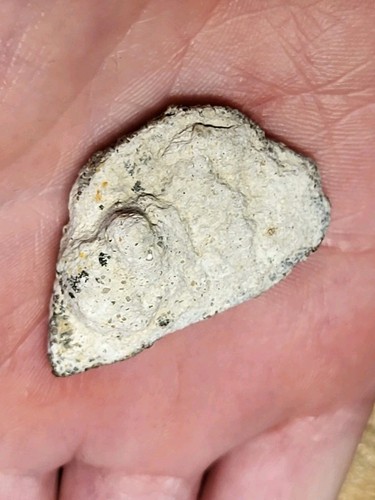 Saltasaurus egg shell myo - egg, 70