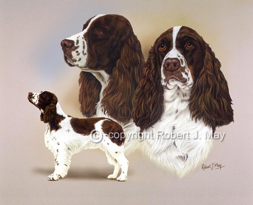 English springer spaniel print - springer,