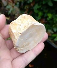 Fossil Plesiosaur vertebrae bone Cretaceous age Morocco fossils 