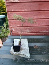 Acer palmatum  Azuma Murasaki