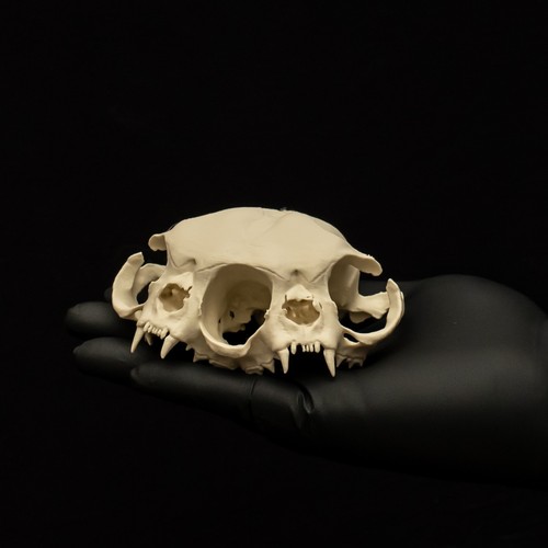 Two headed cat skull replica - two,