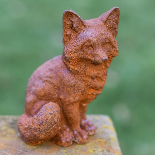 Charming curious fox - fox, cub