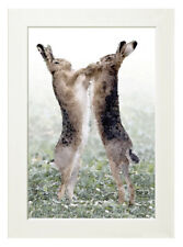 BOXING HARES, a limited