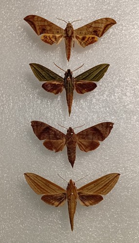 Hawkmoth set specimens - hawkmoth,