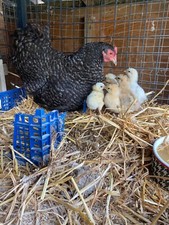 12 x Mixed💥Breed (tested )