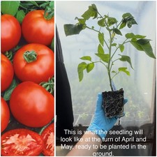 Tomato Moneymaker Plants