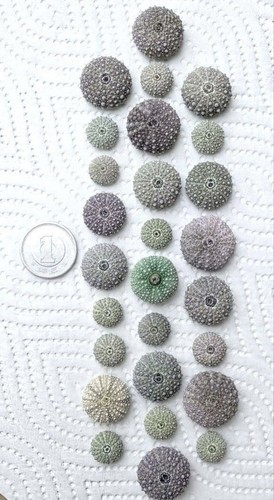 Sea urchin shell - shell, from