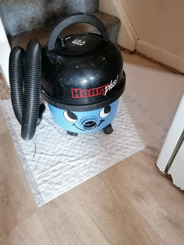 Numatic henry plus - henry,