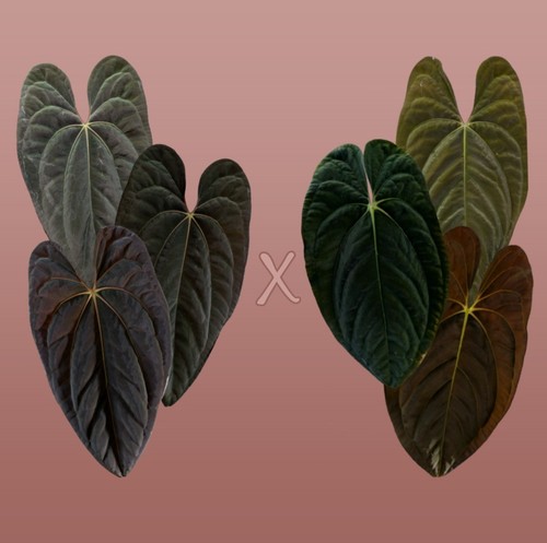 Anthurium papillilaminum - 1,