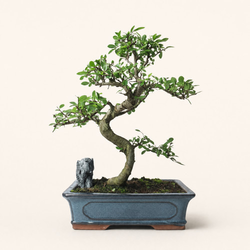Large chinese elm bonsai - elm, tree
