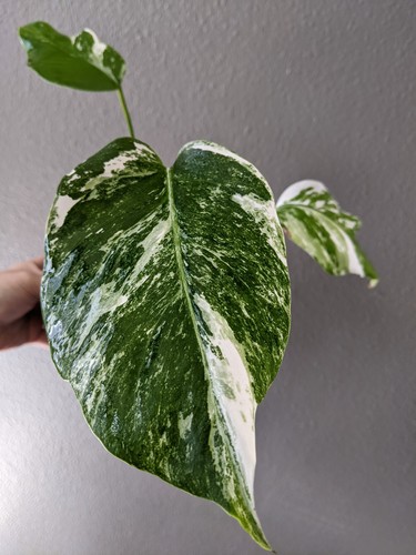 Monstera albo borsigian base - albo,