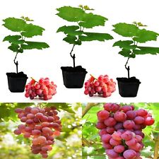 3 x Grape Vine Plant 'Suffolk Red' - 25-35cm in Height Ready to Plant 