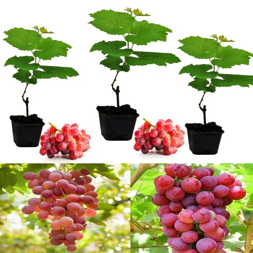 Grape vine plant - 3, 'suffolk