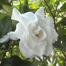 Flowering Shrubs, Gardenia
