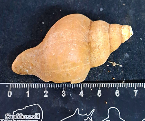 Neptunea contraria left - contraria(,