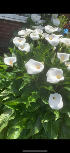 Arum lily plant - lily, root