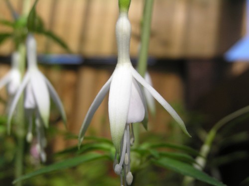 Fuchsia hawkshead hardy - fuchsia,