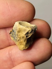 Hell creek vertebra dinosaur - hell,