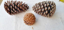Super Large Pine Cones x 3.