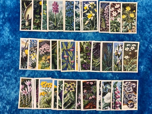 Wild flowers series single - wild,