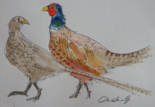 Original watercolour painting pen and ink of two Pheasants on ivory white paper