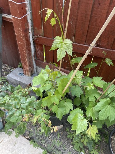Grape vitis vinifera - grape,