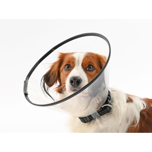 Buster comfort collar - buster, dogs