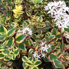 Crassula sarmentosa f