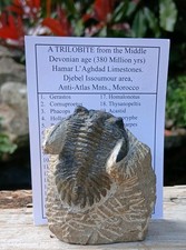 Fossil Trilobite Hollardops
