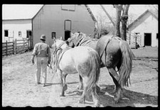 Photo:Leading horses to the barn after unharnessing, Grundy County, Iowa