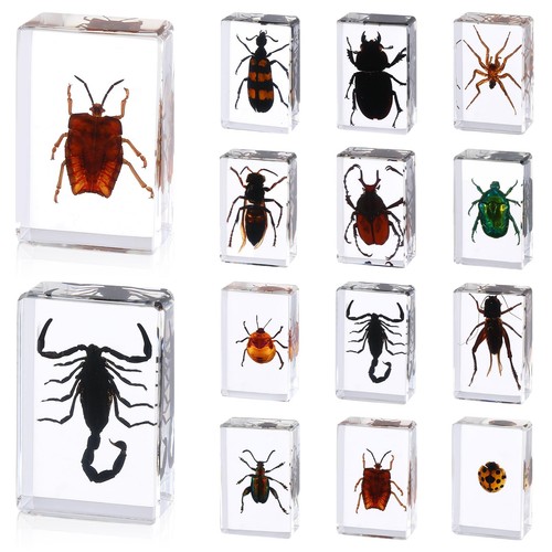 Pcs insect resin - 12, in