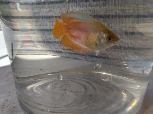 Dwarf gouramis red breeding - dwarf, red,