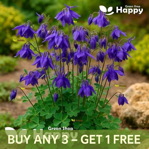 Alpine columbine blue - columbine, 150