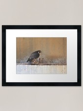 Peregrine Falcon Falco