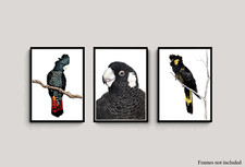 Watercolour Black Cockatoo