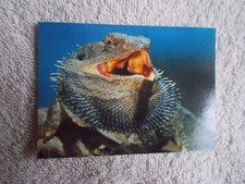 Cardz: San Diego Zoo 1993 "AUSTRALIAN BEARDED DRAGON" #83 Trading Card