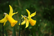 NIKON D50 DSLR Camera Body