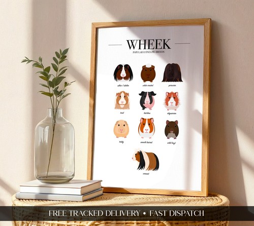 Guinea pig breeds print - pig,