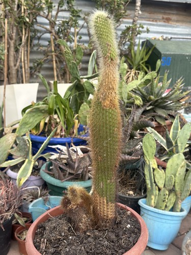 Large columnar cactus - large,