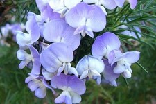 PSORALEA FLETA . PEA , UNUSUAL