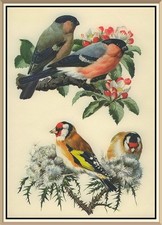 Original c1947 Set of 8 Lithograph Bird Nature Art Prints by CHARLES TUNNICLIFFE