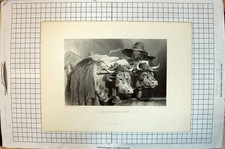 Old Antique Print Oxen Water