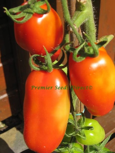Organic tomato roma - tomato,
